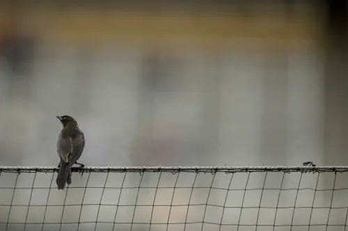 Bird Netting Protection